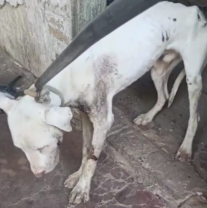 Mulher é autuada pela Ambiental por maus tratos a cachorro em Araçatuba