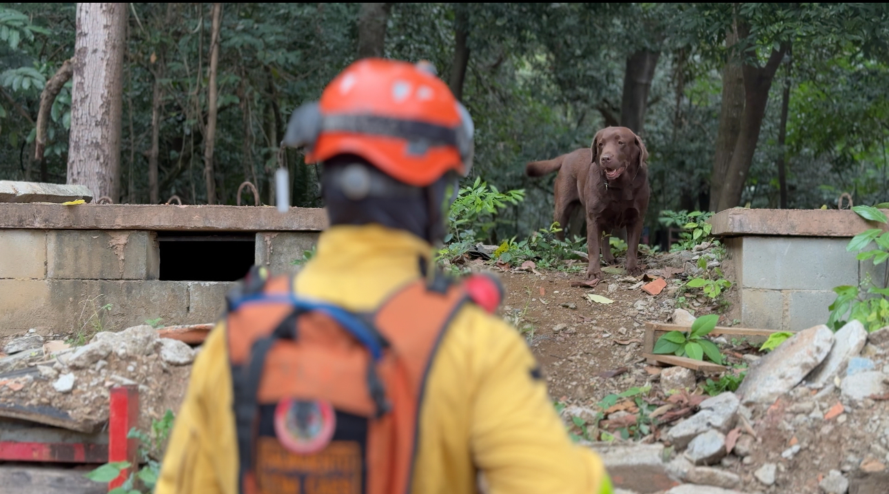 Cães do Canil dos Bombeiros de São Paulo atuam como heróis silenciosos em operações de salvamento