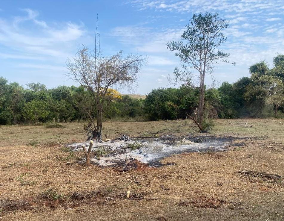 Polícia Ambiental autua proprietário em Murutinga do Sul por corte ilegal de árvores nativas