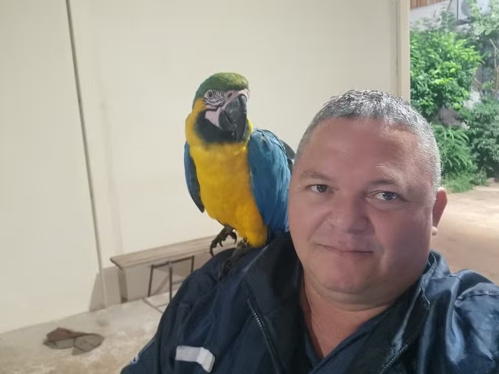 Arara-canindé pousa no braço de GCM durante patrulhamento em Ilha Solteira