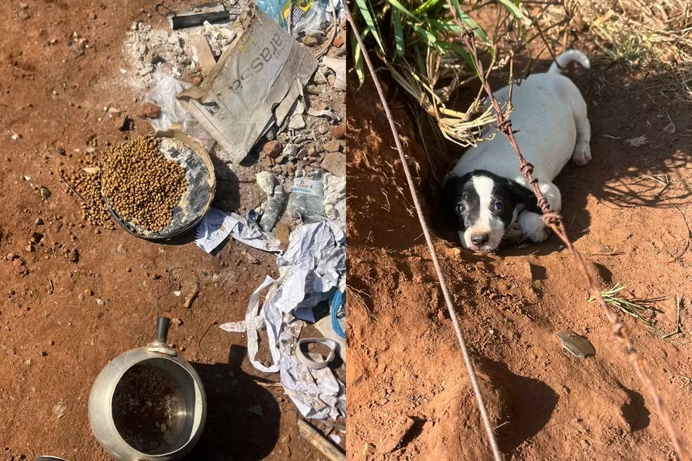 Polícia resgata 14 galos usados em rinhas e cinco cães abandonados em Andradina