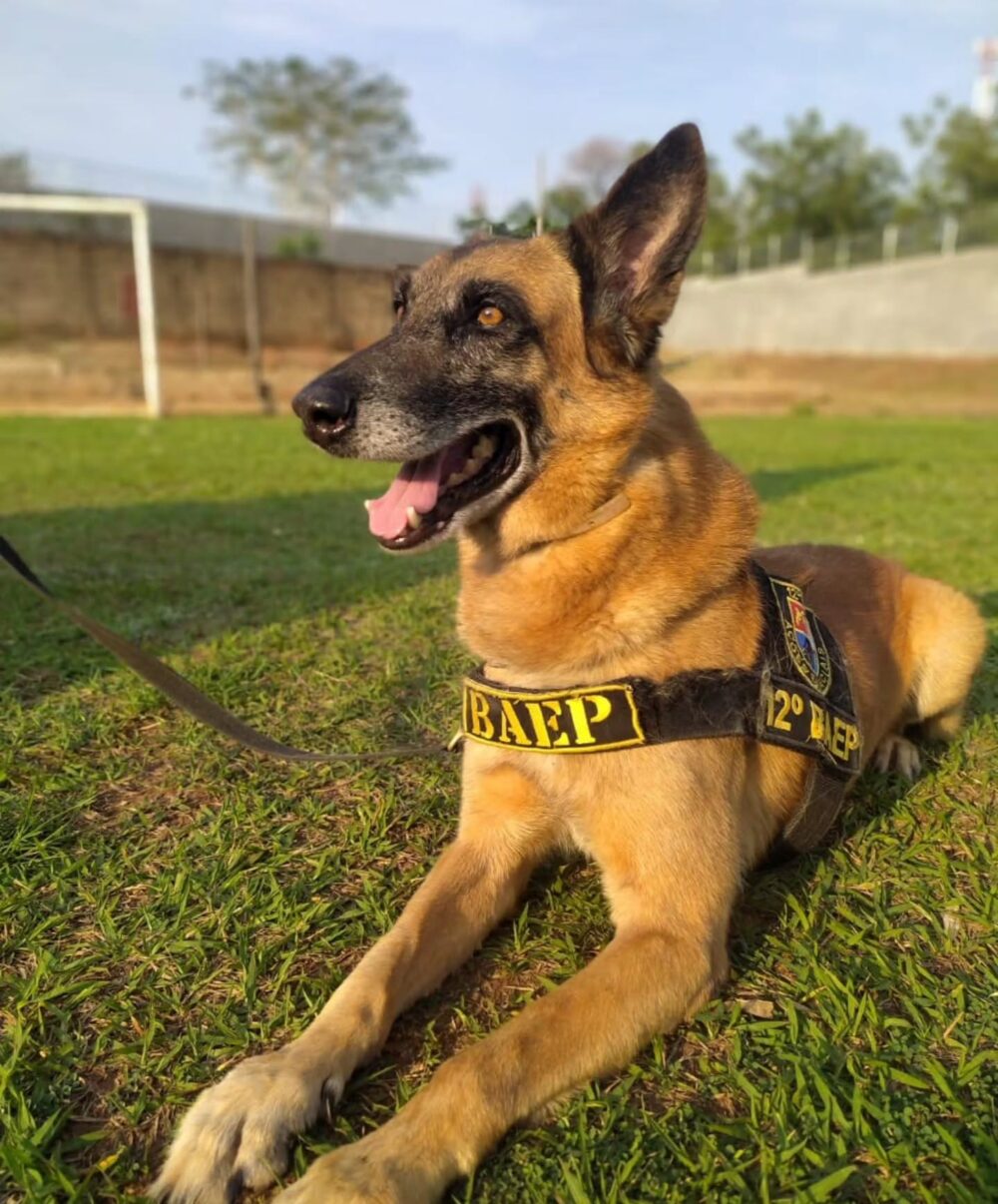 Comando do 12º BAEP presta homenagem ao cão policial Aragon, herói de quatro patas que serviu à corporação por 10 anos