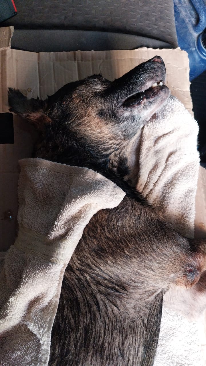 Necropsia confirma agressão em caso de cachorro