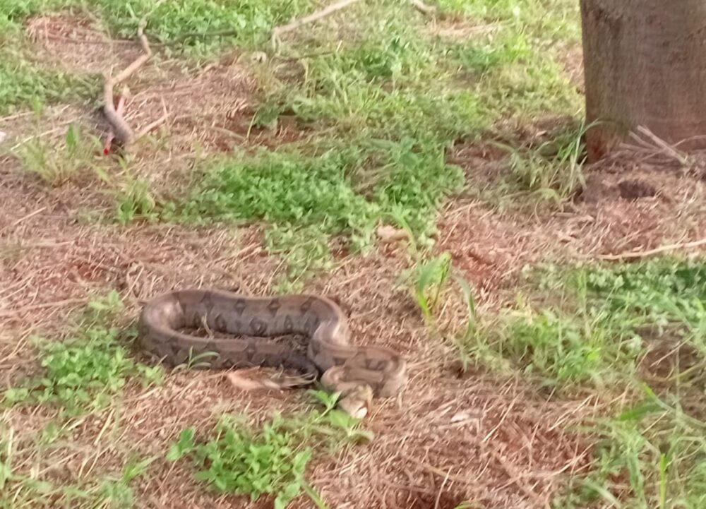 Jiboia é resgatada no Laranjeiras