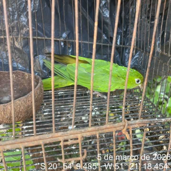 Polícia Ambiental flagra aves silvestres em cativeiro