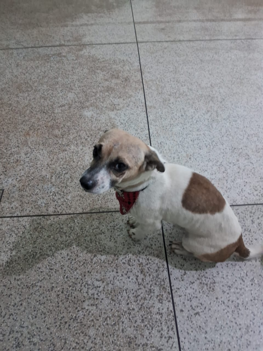Cão com gravata emociona moradores