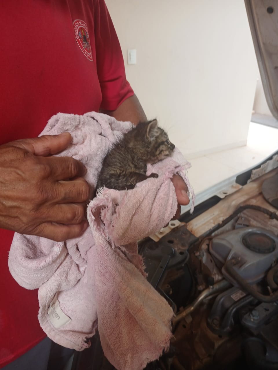 Filhote de gato é resgatado em Castilho