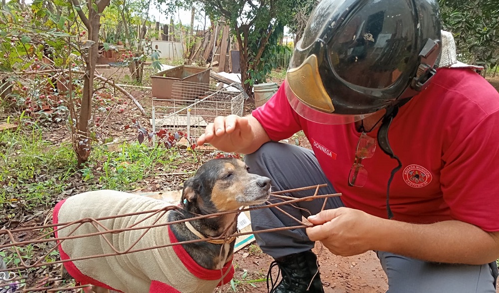 Castilho: cachorro preso em armação de ferro é salvo pela Brigada Municipal