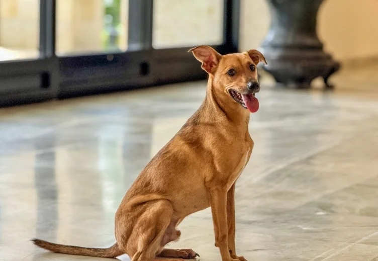 São Paulo amplia proteção aos animais com novas leis; veja o que mudou para cães, gatos e tutores