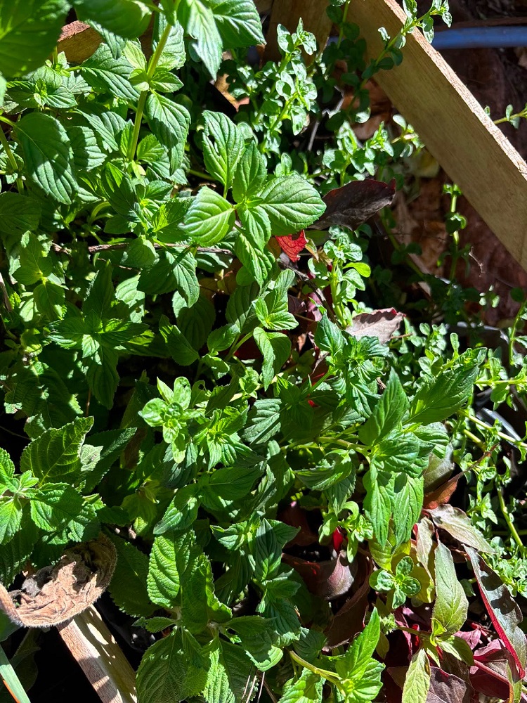 Andradina transforma praça em jardim de plantas medicinais e quer ampliar projeto